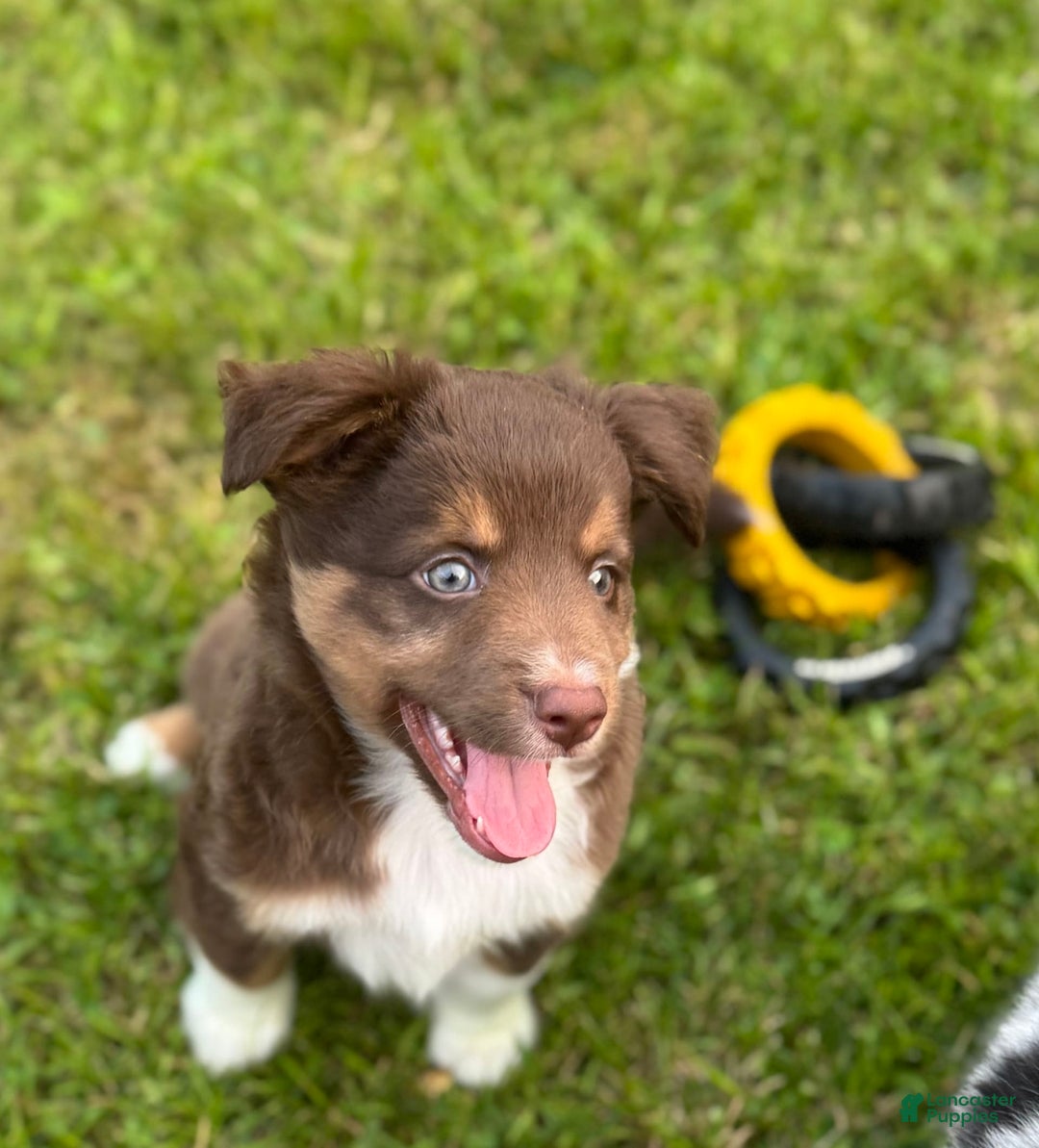 Australian Shepherd dogs for sale: Apollo - Image 2