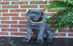 Cane Corso dogs for sale: Rosa - Image 8