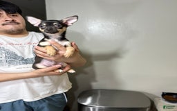 Chihuahua dogs for sale: max - Image 1