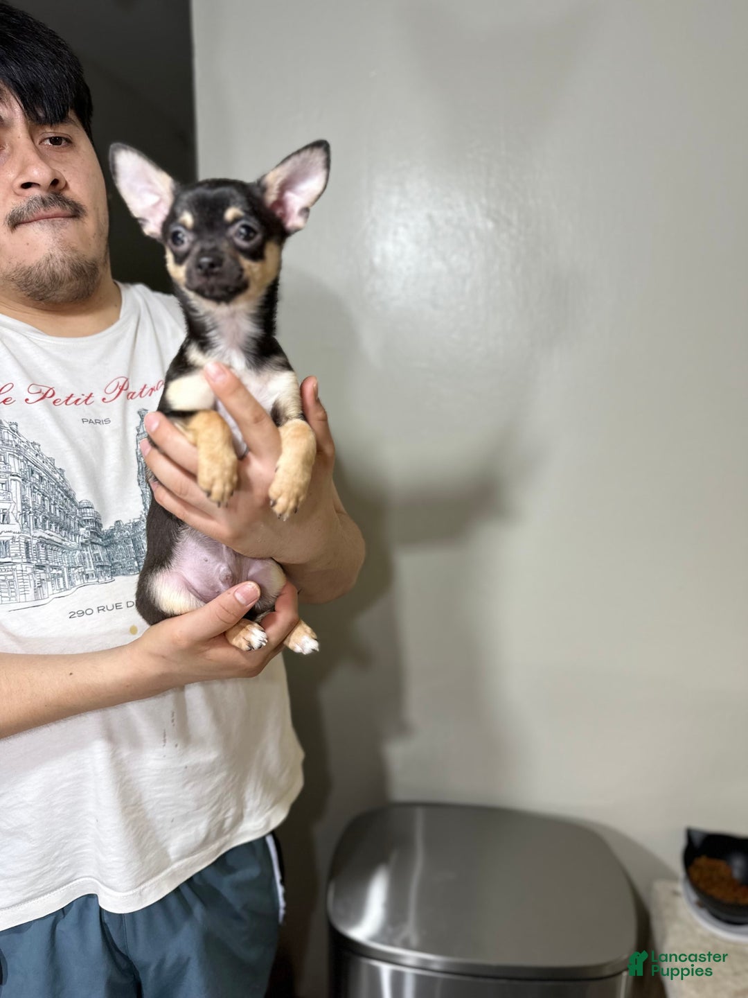 Chihuahua dogs for sale: max - Image 1