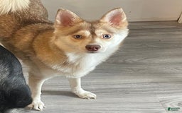 Alaskan Klee Kai dogs for sale: Naymeria - Image 16