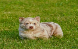 Gerberian Shepsky dogs for sale: Max - Image 21