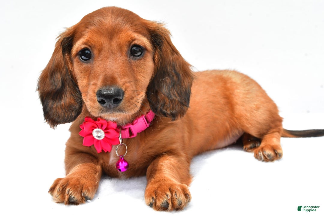 Miniature Dachshund dogs for sale: Ivory - Image 1