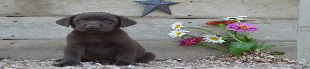 Victor