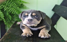 Olde English Bulldogge dogs for sale: Cassie - Image 3