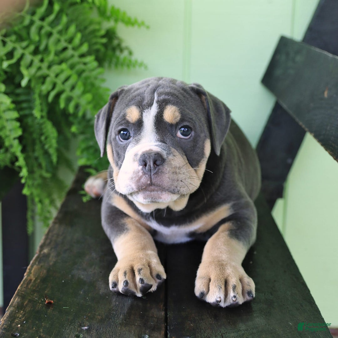 Olde English Bulldogge dogs for sale: Cassie - Image 3