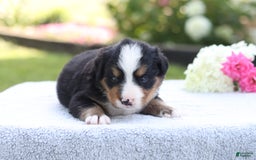 Bernese Mountain Dog dogs for sale: Presley AKC - Image 2