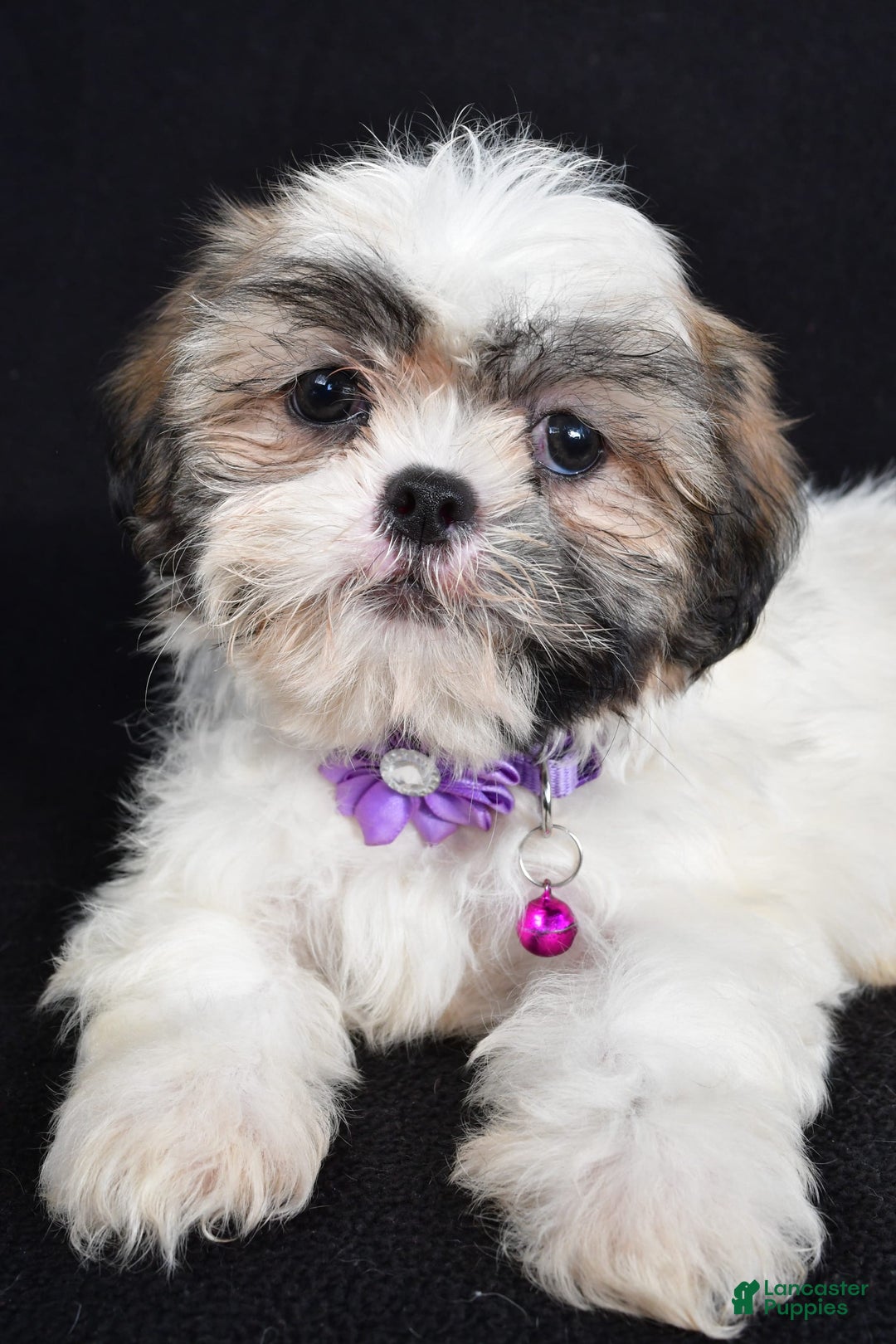 Shih Tzu dogs for sale: Twinkle - Image 1
