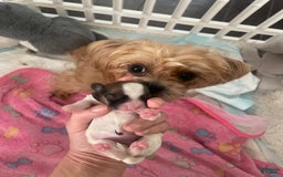 Shorkie dogs for sale: Bell Bell Aka Bella - Image 5