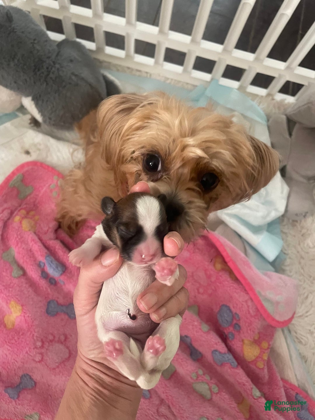 Shorkie dogs for sale: Bell Bell Aka Bella - Image 5