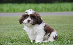 Teddy Bear dogs for sale: Archer - Image 2