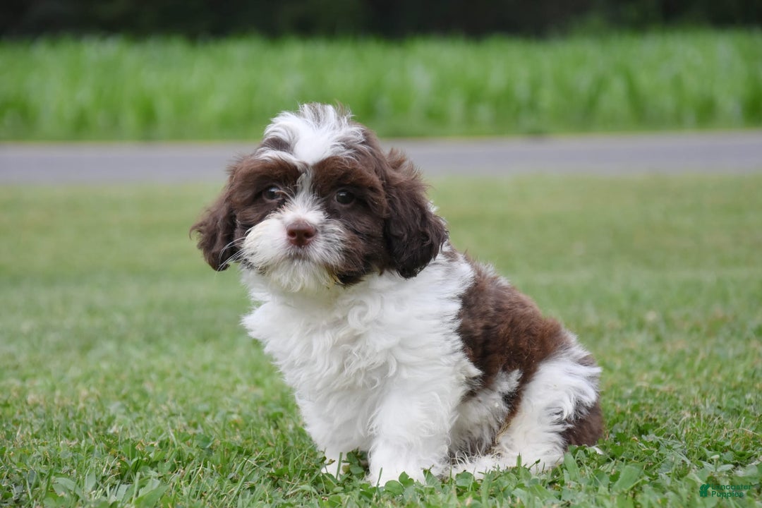Teddy Bear dogs for sale: Archer - Image 2