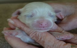 Maltese dogs for sale: Titan - Image 11
