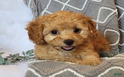 Cockapoo dogs for sale: Sara - Image 7