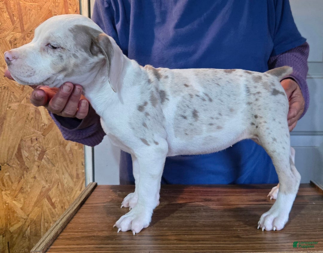 Staffordshire Bull Terrier dogs for sale: Hawks Xena - Image 1