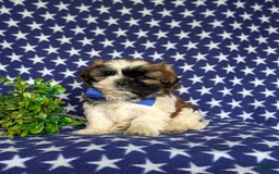 Shih Tzu dogs for sale: Dale - Image 10