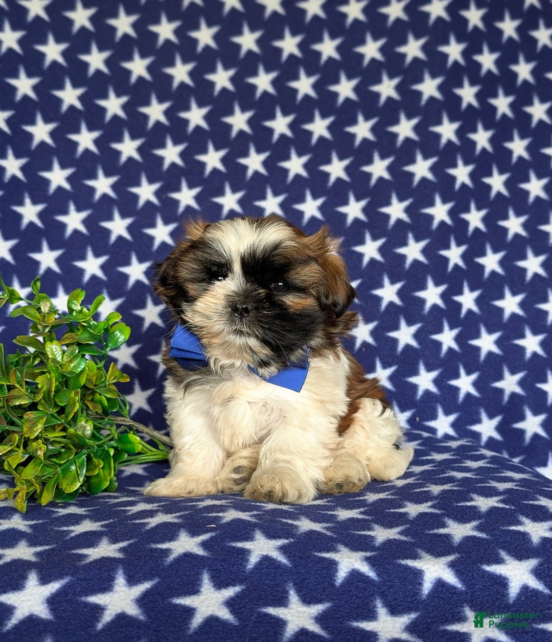 Shih Tzu dogs for sale: Dale - Image 10