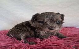 Mini Aussiedoodle dogs for sale: Lavender - Image 7