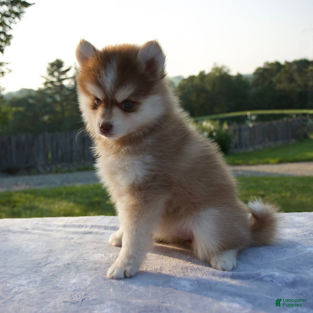 Pomsky dogs for sale: Myla - Image 3