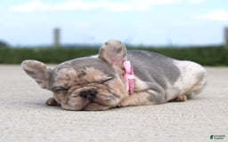 French Bulldog dogs for sale: Anya - Image 3