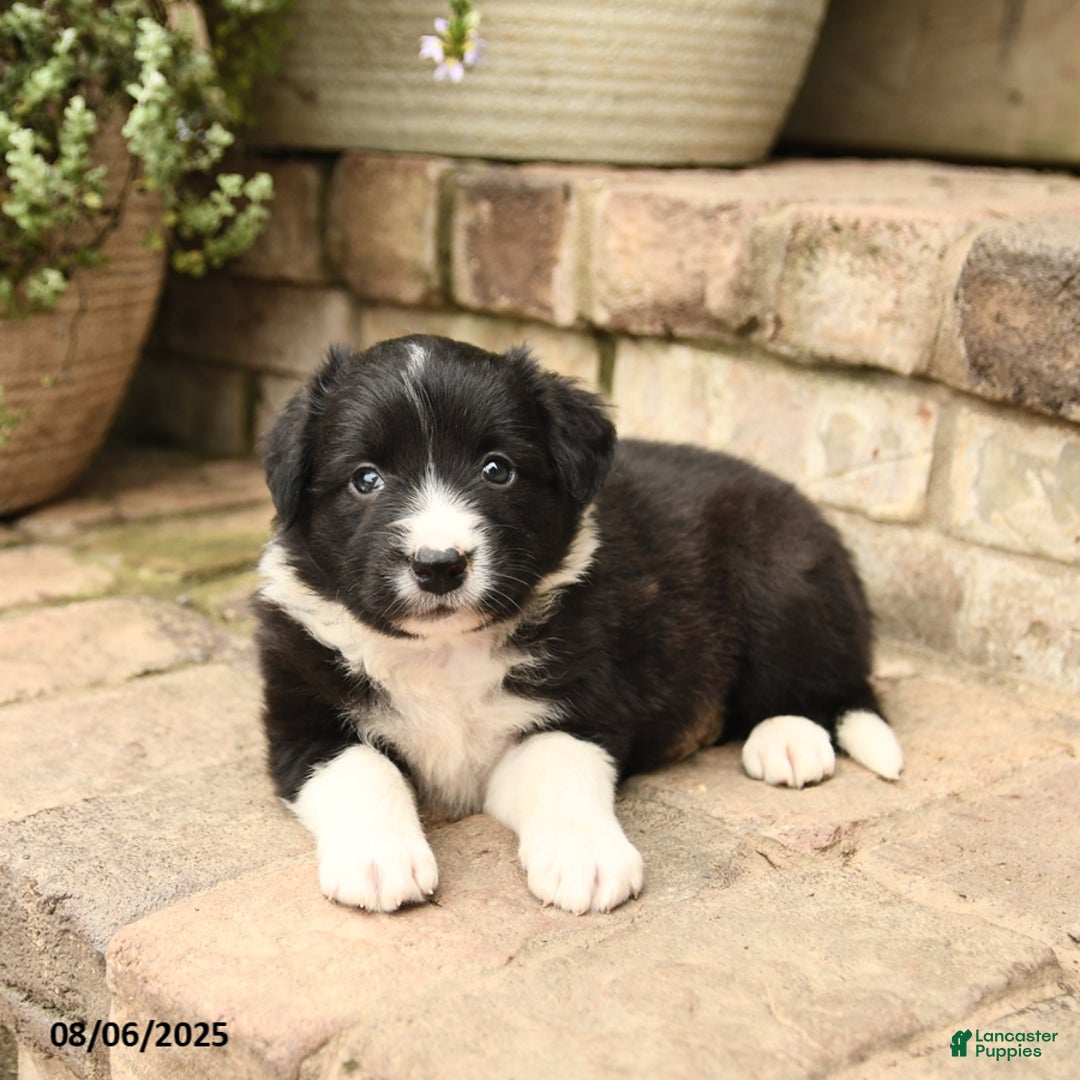 Border Collie dogs for sale: Mandy - Image 5