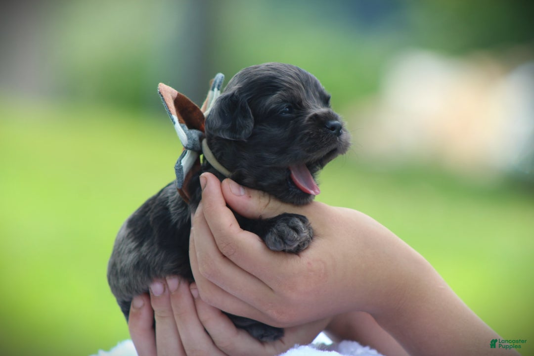 Cockapoo dogs for sale: Yukon - Image 2