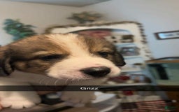 Bernese Mountain Dog dogs for sale: Grizzly - Image 3