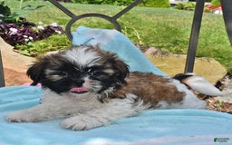 Shih Tzu dogs for sale: Nellie - Image 2