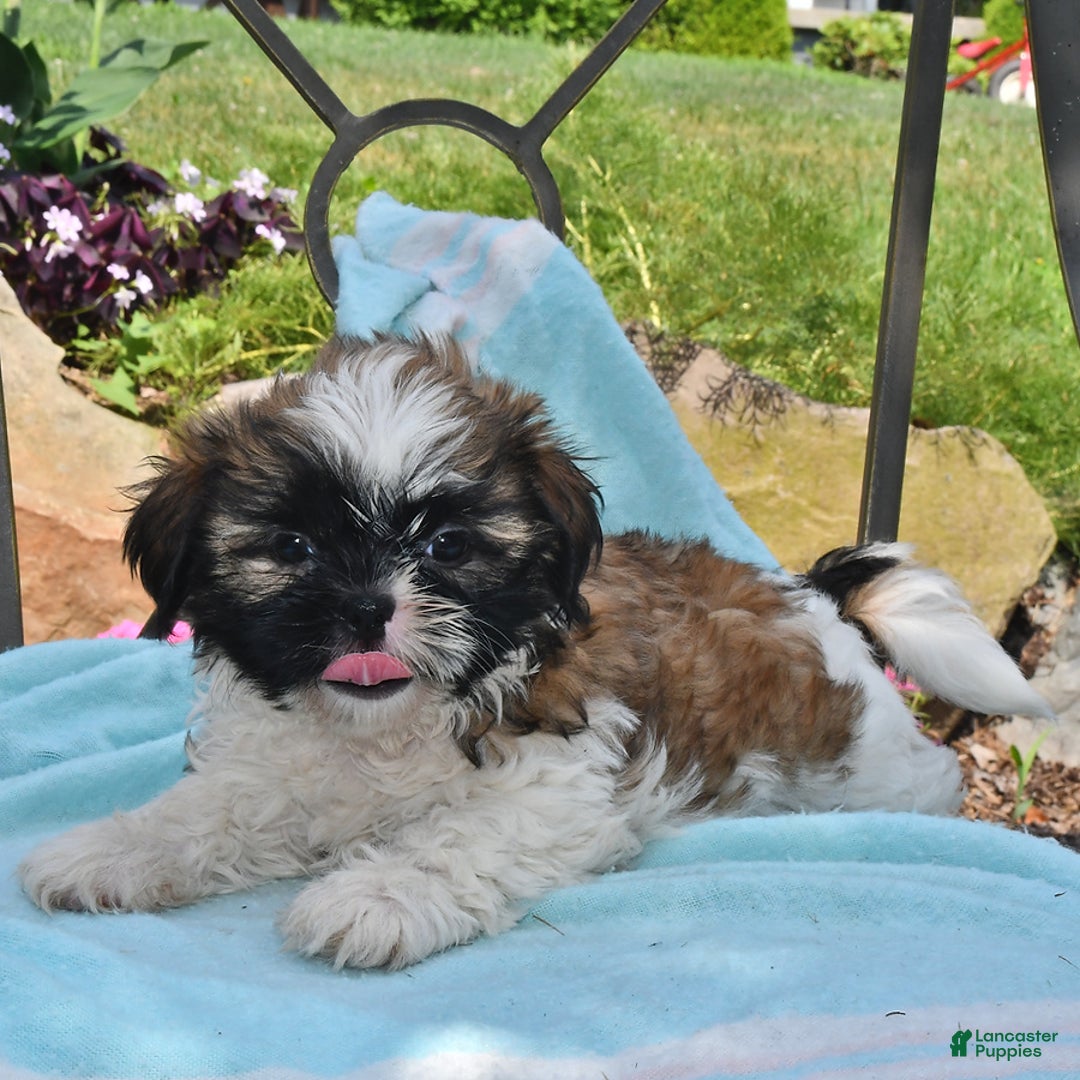 Shih Tzu dogs for sale: Nellie - Image 2