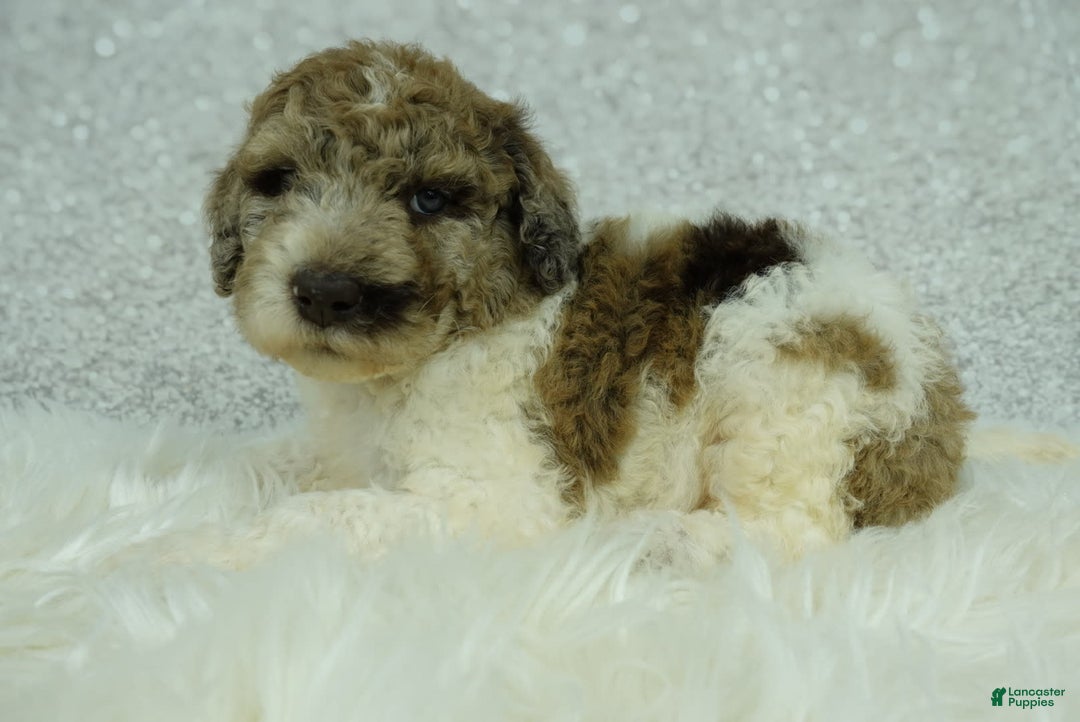 Newfypoo dogs for sale: Penny F1b - Image 3