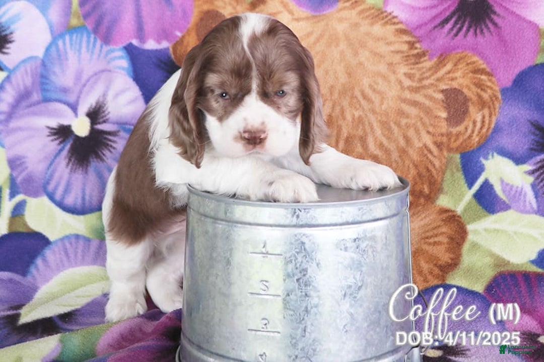 Cocker Spaniel dogs for sale: Coffee - Image 3