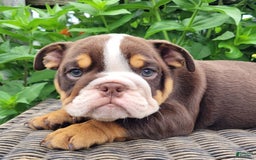 English Bulldog dogs for sale: Sadie - Image 10