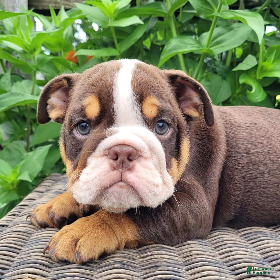 English Bulldog dogs for sale: Sadie - Image 10