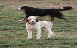 Bernedoodle dogs for sale: Charlie - Image 6