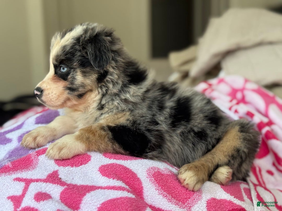 Australian Shepherd dogs for sale: Gwen - Image 4
