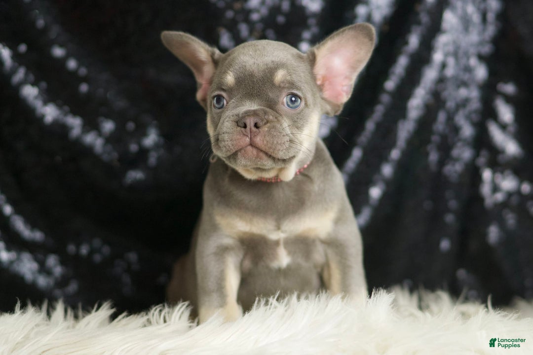 French Bulldog dogs for sale: Lilac - Image 1