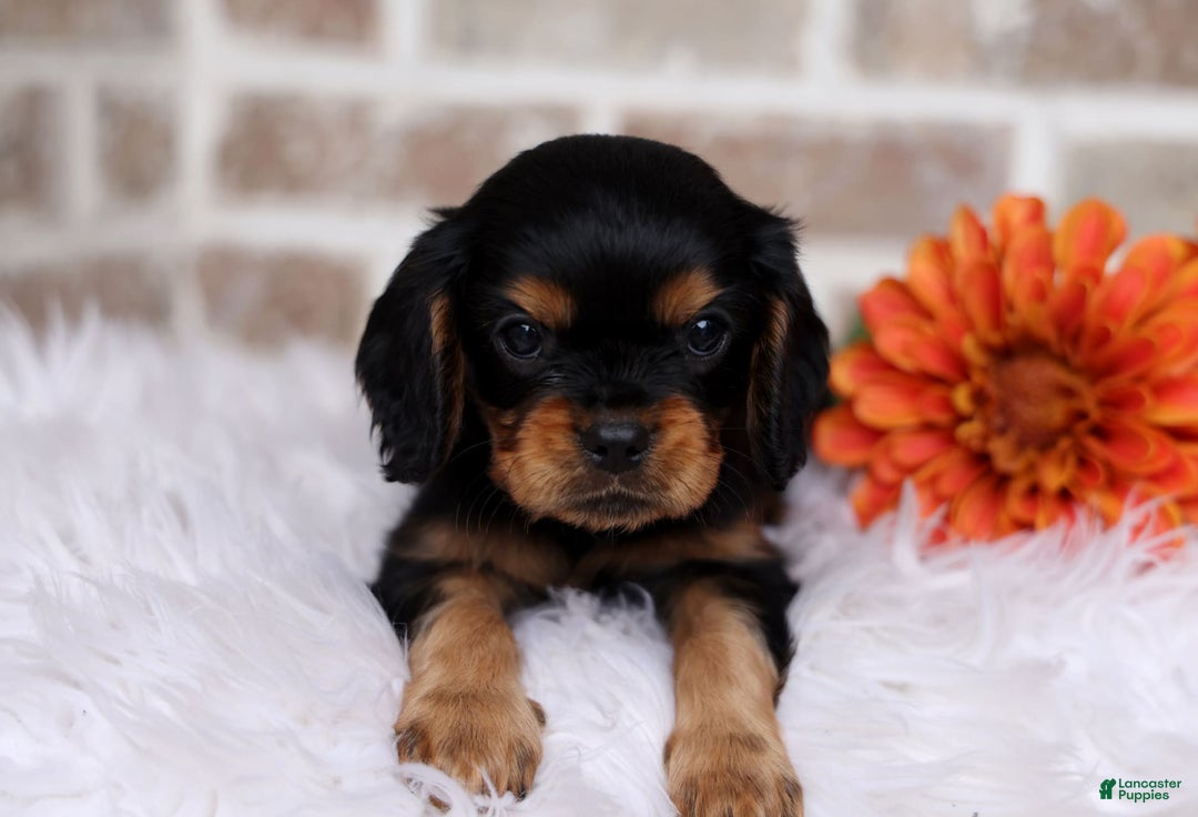 Cavalier King Charles Spaniel dogs for sale: Theo - Image 2