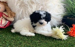 Toy Poodle dogs for sale: Jimmy - Image 5