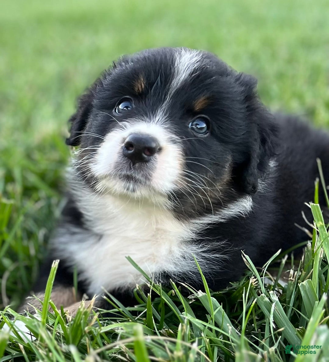 Australian Shepherd dogs for sale: Charlie - Image 8
