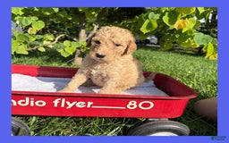 Goldendoodle dogs for sale: Blue Collar - Image 4