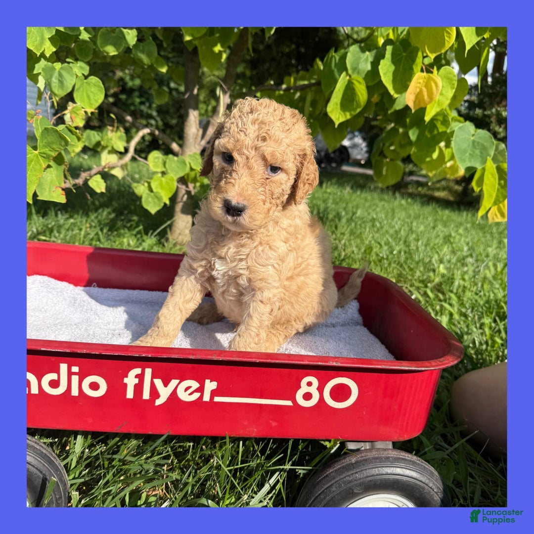 Goldendoodle dogs for sale: Blue Collar - Image 4