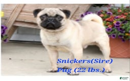 Puggle dogs for sale: Benji - Image 5
