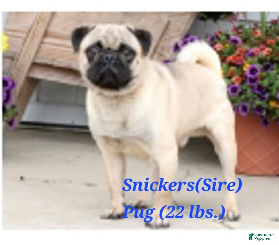 Puggle dogs for sale: Benji - Image 5