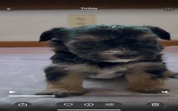 Yorkshire Terrier dogs for sale: Dodger - Image 2