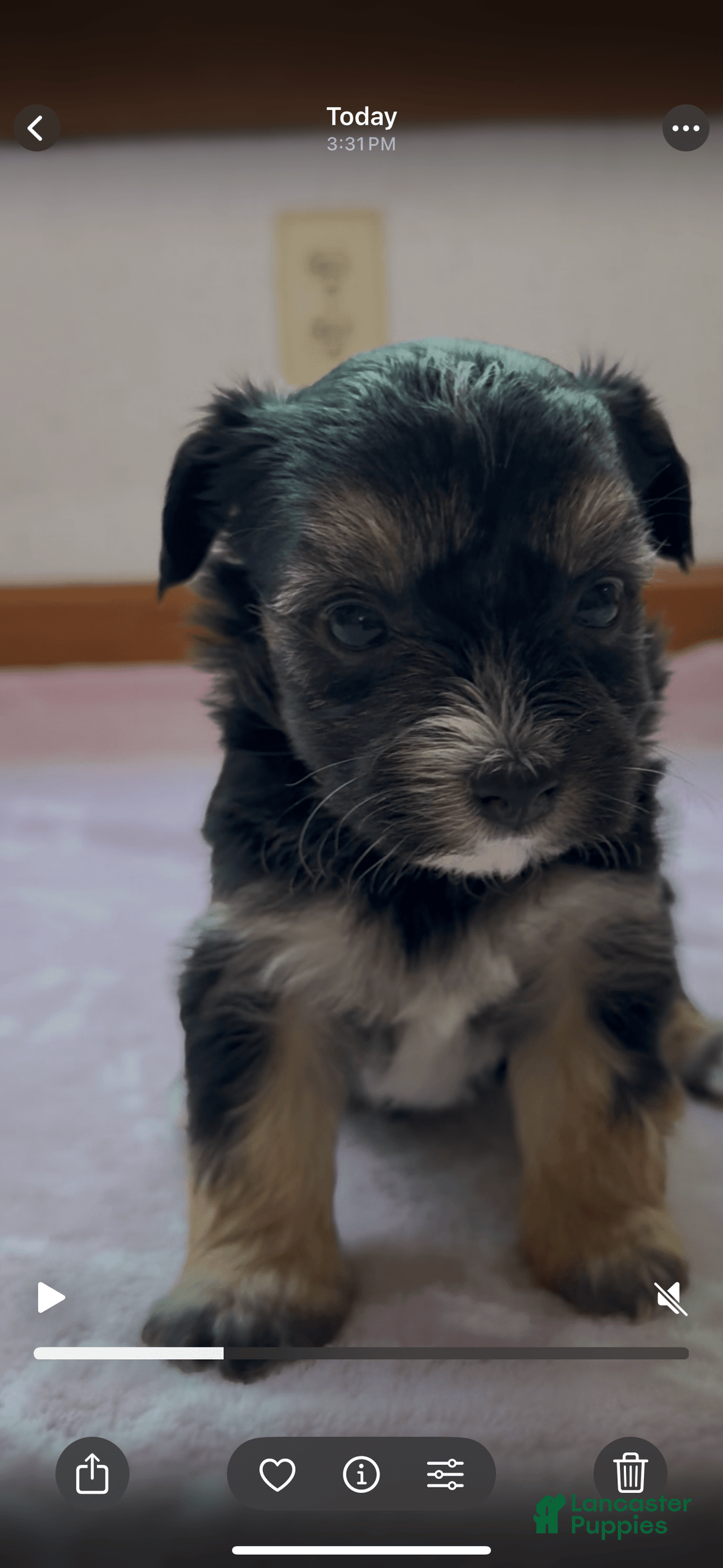 Yorkshire Terrier dogs for sale: Dodger - Image 2