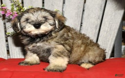Miniature Schnauzer dogs for sale: Frosty - Image 7