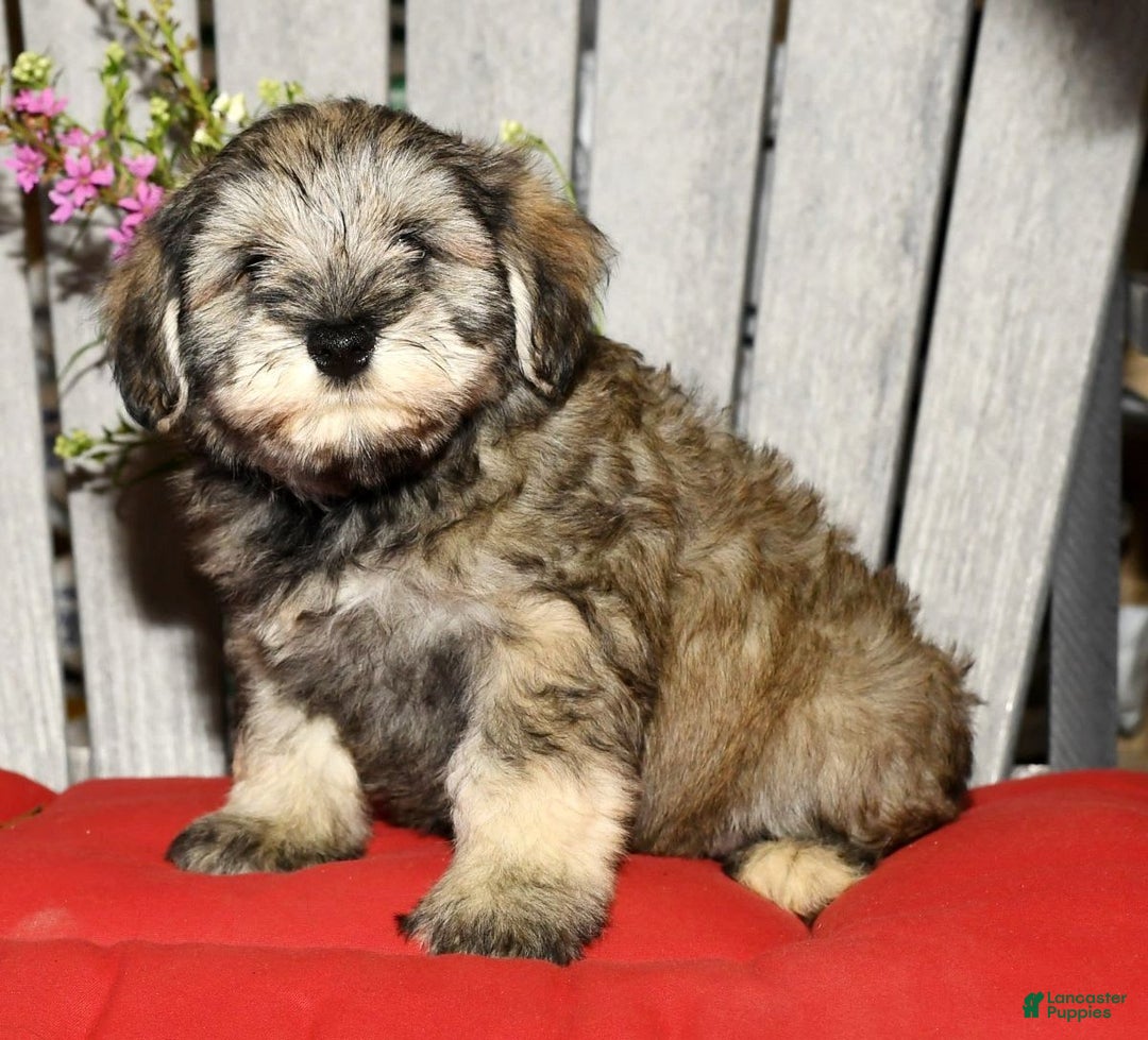 Miniature Schnauzer dogs for sale: Frosty - Image 7