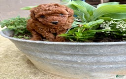 Toy Poodle dogs for sale: 🌷 Ruby - Image 2