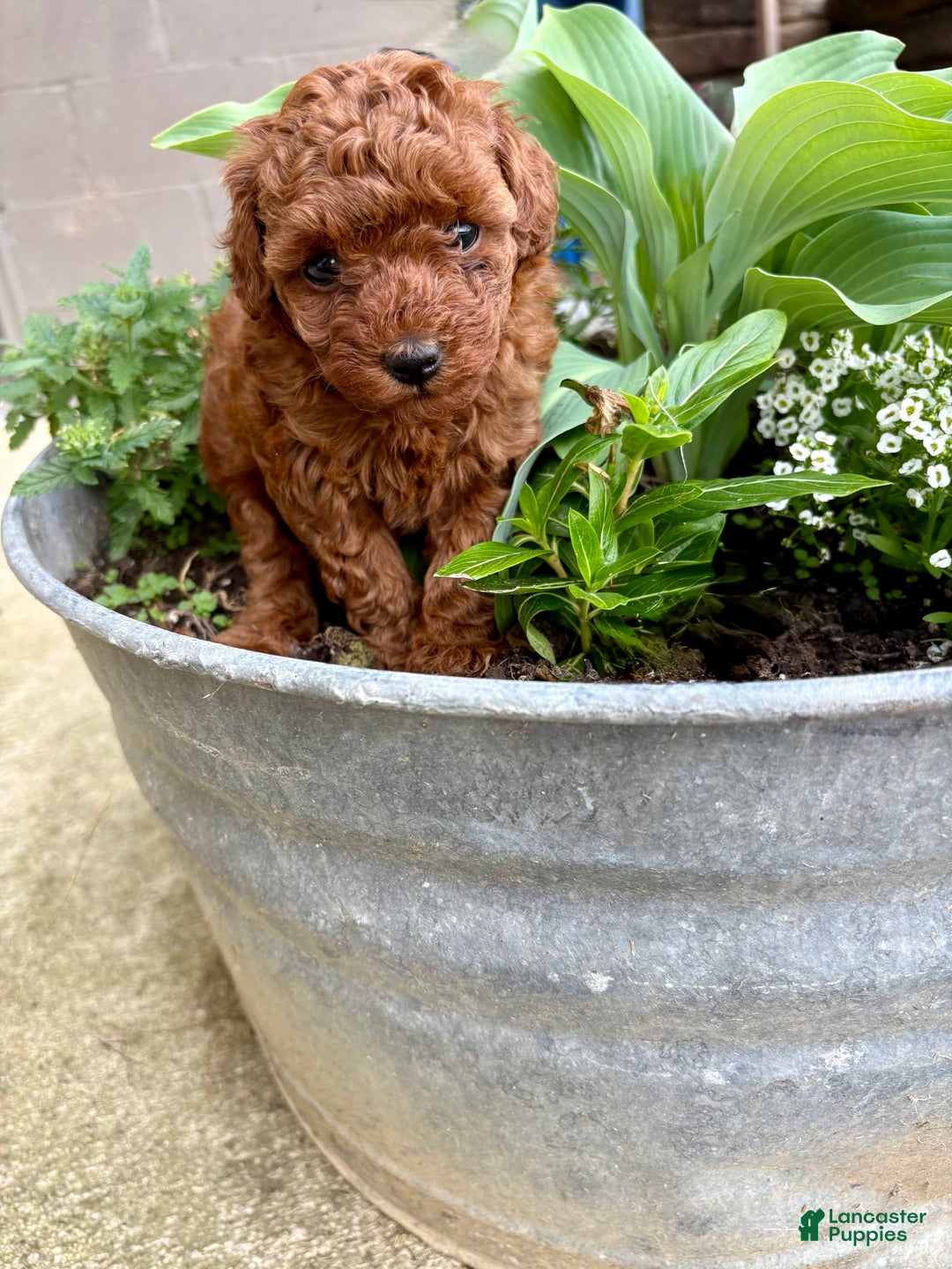 Toy Poodle dogs for sale: 🌷 Ruby - Image 2