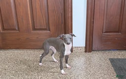 Italian Greyhound dogs for sale: Rocky - Image 1
